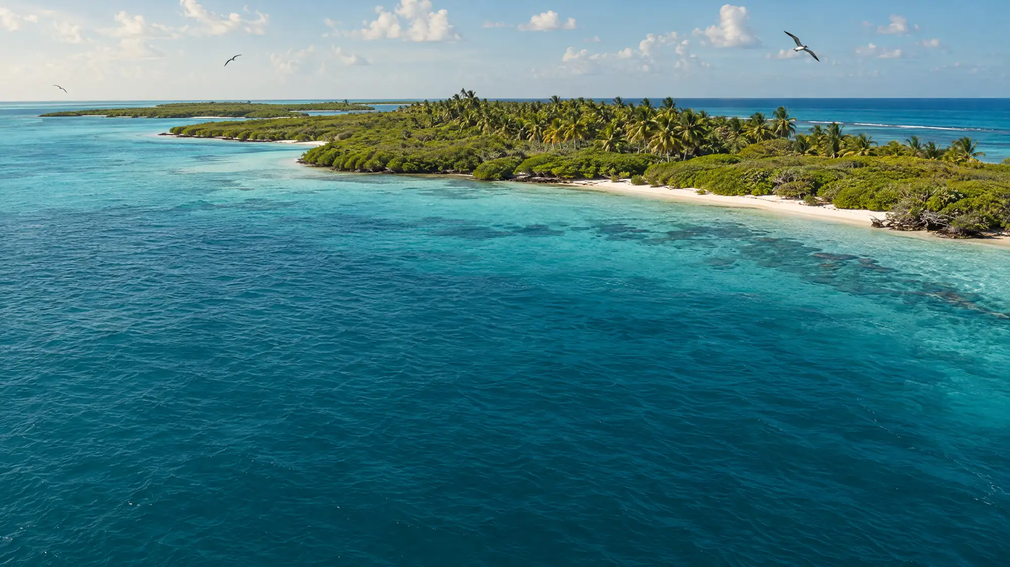 Isla Contoy es un parque nacional mexicano en una isla deshabitada, estrictamente limitado a 200 visitantes por día. Solo se puede acceder mediante excursiones autorizadas en barco.