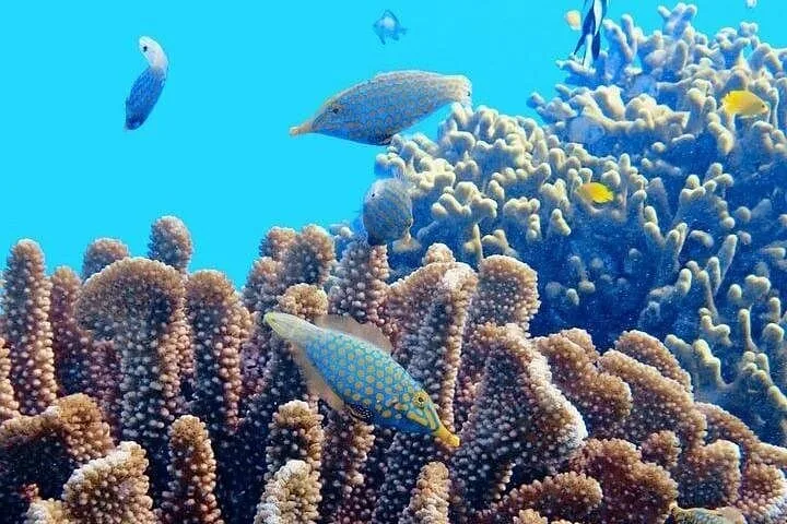 Peces tropicales de colores nadando sobre un vibrante arrecife de coral en aguas azules cristalinas.