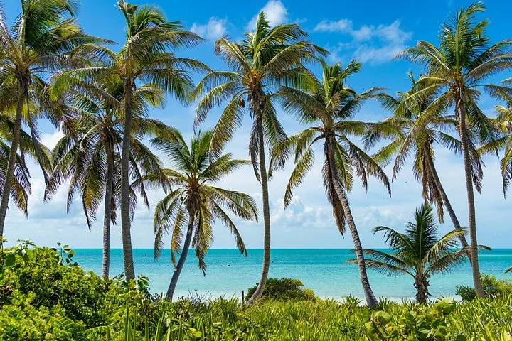 Frondosas palmeras verdes bordean una playa pintoresca con vistas al océano.