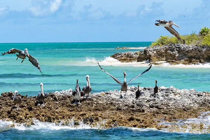 Several pelicans resting and taking flight from a rocky outcrop near the ocean.